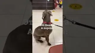 Красотка Дакота!