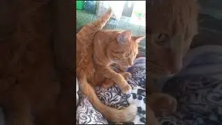 ❤️Кудряшка Шурик На Даче❤️ 