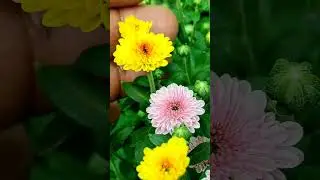 Gardening ideas for home