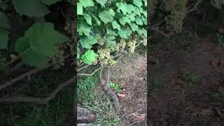 #ВиноградникЕлисеевых