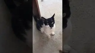 Kitty cat just want to play #shorts