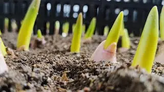 23.01.2024,Начало выгонки тюльпана   к 8 марта. Выгонка тюльпана в помещении.