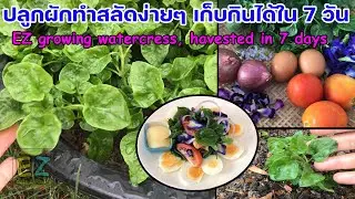 ปลูกผักทำสลัดง่ายๆ เก็บกินได้ใน 7 วัน EZ growing watercress, havested in 7 days