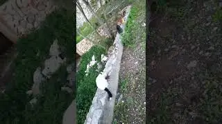 КОТ ПРОХОДИТ МИМО