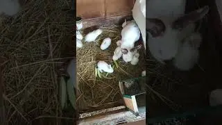 ОГУРЕЦ СПАСËТ!!! 15-16 крольчат у каждой крольчихи.
