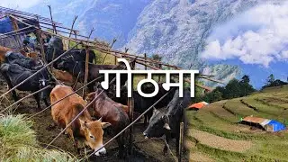 GauGhar Goth Tira ( गोठमा ) Vlog | Gorkha Laprak Village | 2022