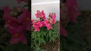 #snapdragonpink#garden #flowers