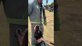 Sorry I’m busy training✨ #dogtraining #workingdog #doberman #belgianmalinois