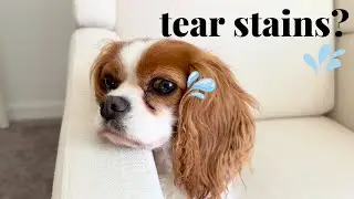 MY DOG HAS TEAR STAINS AND HERE'S WHAT WORKED FOR US // Cavalier King Charles Spaniel