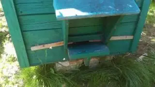 Попытка выхода роя