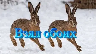 Охота 10.02.2024
