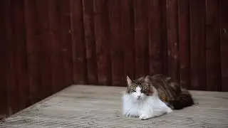 a cute cat that will brighten your morning,