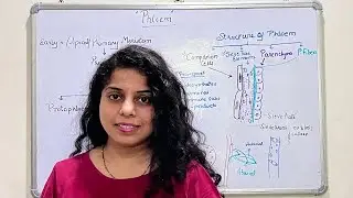Phloem | Structure of Phloem | Origin of Phloem | NEET