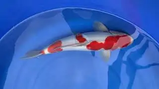 Kohaku doitsu
