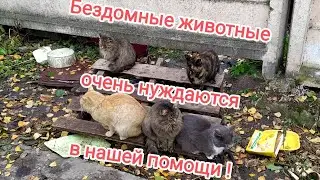 Помогайте бездомным животным