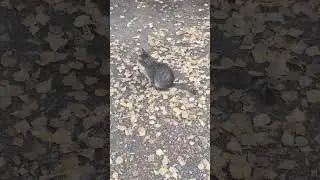 Кошка с работы