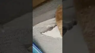 описание съели кошка и кот