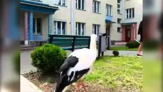 Аист прилетел к роддому, это надо видеть!