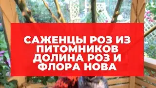 Саженцы роз из питомников Долина Роз и Флора Нова