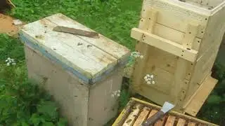 Пасека Цебро. Пересадка, часть 3.
