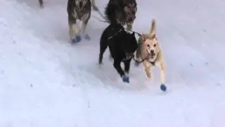 Iditarod 2011-Corral Hill---Paul Johnson