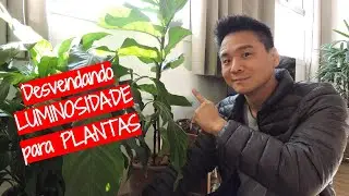 Ideal light for your plant