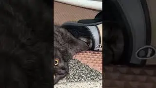 #cat #тыведьзнаешьчто#всубботукотнеходитна#работу