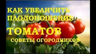 Как увеличить плодоношение томатов