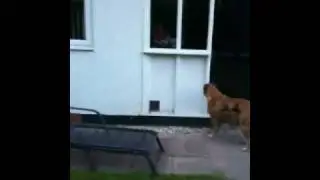 Tess the Bullmastiff Refuses to Play
