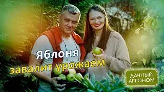 СДЕЛАЙ это ЯБЛОНЕ и она ЗАВАЛИТ яблоками!
