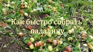 Как собрать падалицу? Быстро и просто!