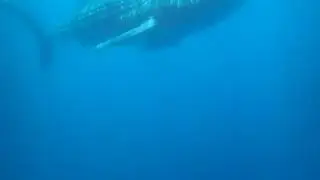 Swimming with whale shark in Exmouth
