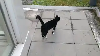 Tuxie's private feeding. 😁