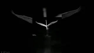 Nature Photography (Birds) Black and White