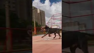 HOJE TIVE UM DIA DE CÃO #cachorro #pet #cao #dog