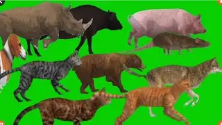 Animal List : Animal Running Green Screen | Animal Running One By One | Free to Use | Part - 2