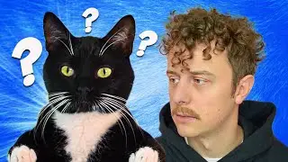 INSIDE A CAT'S HEAD - NORMAN