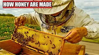 Honey factory tour | How honey are made