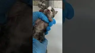 First bath for stray kitten  