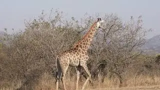 African wildlife : Giraffes | Nature