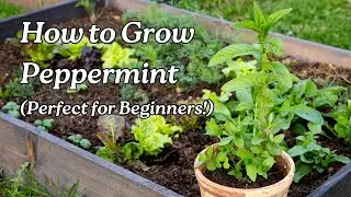 How to Grow Peppermint (Perfect for Beginners!)