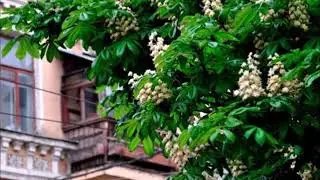 Лідія Відаш - Каштани