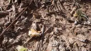 My Fave Ants Defending Food