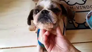 COMO FAZER O PET FILHOTE COMER RAÇÃO.