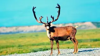 💚 Animals for Kids: Caribou, Raccoon, Horse, Flamingo, Lizard — ✅ SAVE THIS PLAYLIST