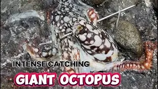 Intense Catching Giant Octopus 🐙 🐙 lumalaban pala sa tao hindi basta basta nagpapahuli😱😱