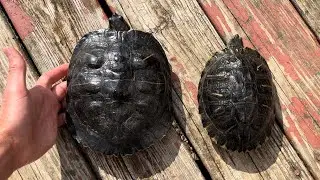 Switching my Two Turtles, so my Gravid Red Eared Slider can Lay Eggs in Peace | DIY Reptiles
