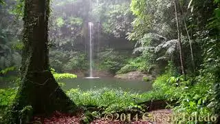 Sonido de Lluvia y los Animales del Bosque   HD Lluvia   Relajarse, Dormir
