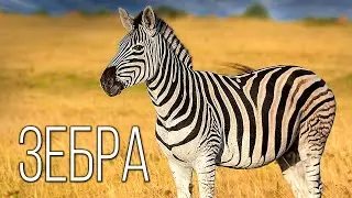 Zebra: Striped 