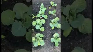 🥬 капуста растет 